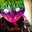 roycifer's profile image
