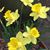 Sally Bronaugh Ansel's profile image
