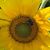 Ellen McKay's profile image
