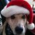 Pamela Cleer Jones's profile image