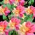 Lynne Schumacher-Venable's profile image