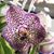 Darla Mansfield's profile image