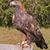 Tanya L. Harris-Parker's profile image