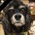 Lori Ann Sasso Lydard's profile image