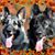 Sue Flood Fernandez's profile image