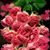 Antonia Orozco's profile image