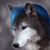 Richard White's profile image