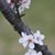 Stephanie L. Thompson's profile image