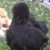 Judy Mark-Laird's profile image