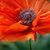 Theresa Flanagan Reineke's profile image