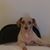 Nestor Gorfinkel's profile image