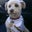 Chris Galler's profile image