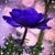 Donna Krause's profile image