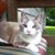 Karen Linton's profile image