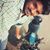 Manoj Tiwari's profile image