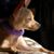 Graciel Elizabeth Kozel's profile image