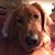 Andrea Mark Brown's profile image