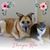 Joanne Falcone's profile image