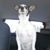 BG Canina's profile image