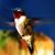 Jeff Voissem's profile image