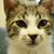Andre Murad's profile image