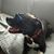 Tylor Matthew Roth's profile image