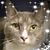 Maria Iannone's profile image