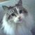 Christiaan Guttman's profile image