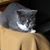 Kristi Thorson Carlson's profile image