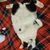 Mike Sargenti's profile image