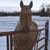 Cindy Bohlen's profile image