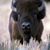 Kipy Trowbridge Wagner's profile image