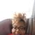Millicent Songbird Lawrence's profile image
