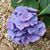 Carol Adkins's profile image