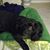 Pamela Spradlin Gosney's profile image