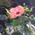 Debbie Dunaway DeMuth's profile image