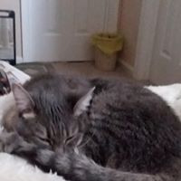 Debbie Richert's profile image