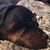 Amy Dugan Hildebrant's profile image