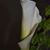 Adrienne Sanders's profile image