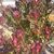 Asila Nahas's profile image