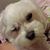 Li Lee's profile image