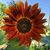 Mary Cunningham Kemper's profile image