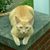 Jonetta Fetchko's profile image