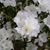 Debbie Silva's profile image