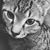 Kate Lavalla's profile image