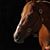 Martha Schultz's profile image