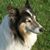 Susan Husser's profile image