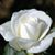 Stephanie Guernsey's profile image
