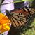 Debbie Bethel's profile image