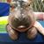 Rhonda Rothe's profile image